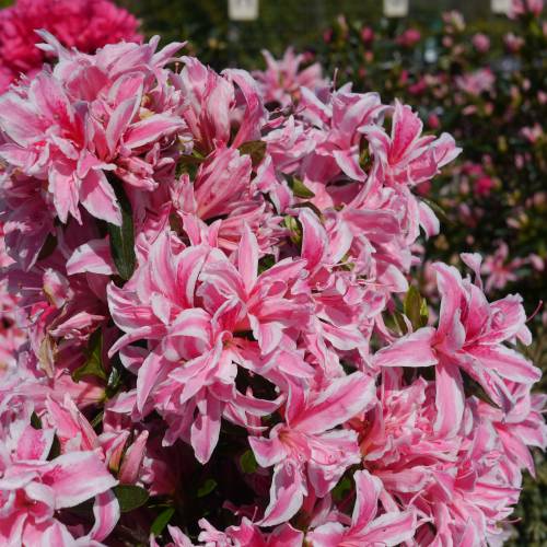 Azalea 'Pink Spider'