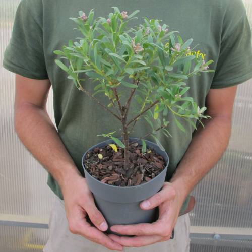 Daphne eternal fragrance
