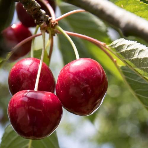 Cherry tree, Self-fertile Dwarf  'Cherry Baby'