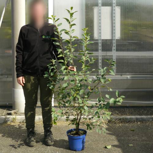 Cherry tree, Self-fertile Dwarf  'Cherry Baby'