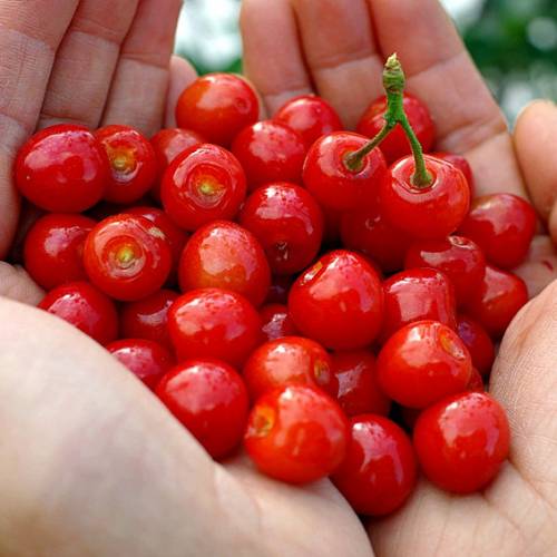 Cherry tree, Nanking Red Fruits