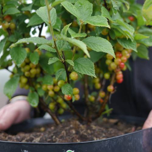 Cherry tree, Nanking Red Fruits