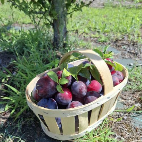 Plum Tree, Dwarf self-fertile