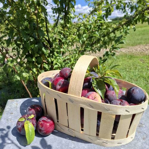 Plum Tree, Dwarf self-fertile
