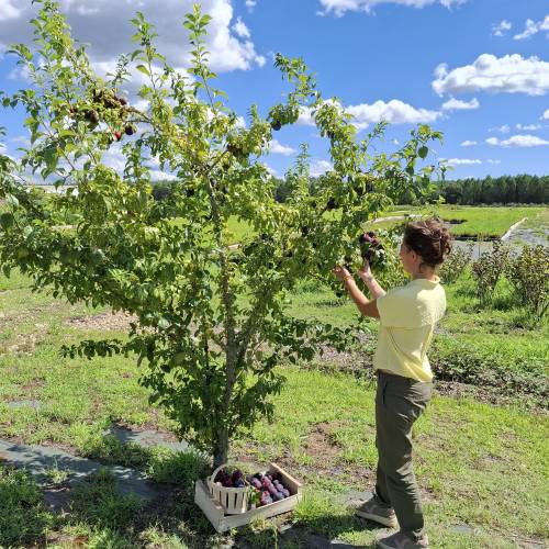 Plum Tree, Dwarf self-fertile