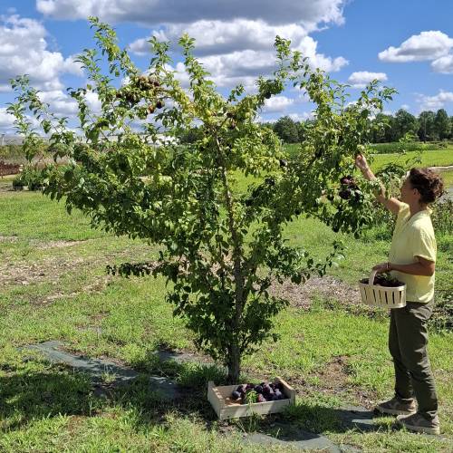 Plum Tree, Dwarf self-fertile