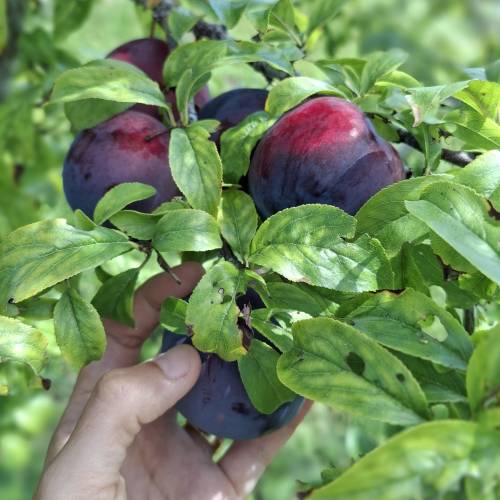 Plum Tree, Dwarf self-fertile