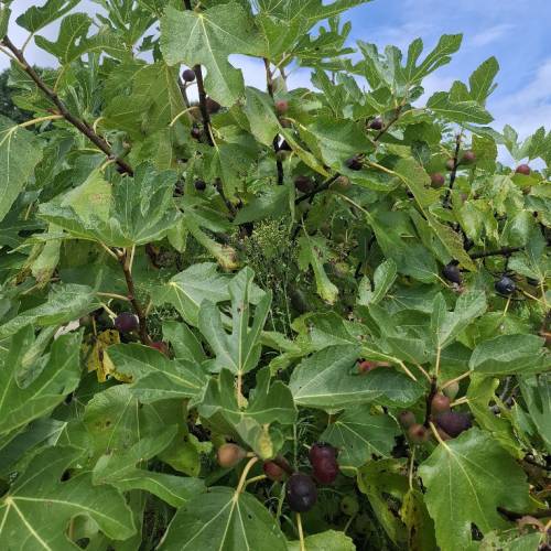 Fig Tree, dwarf