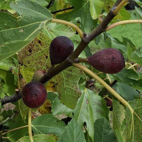 Fig Tree, dwarf