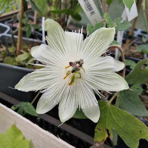 Passion flower, White