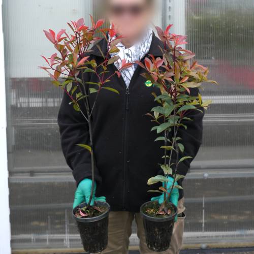 Photinia fraseri 'Carré Rouge'