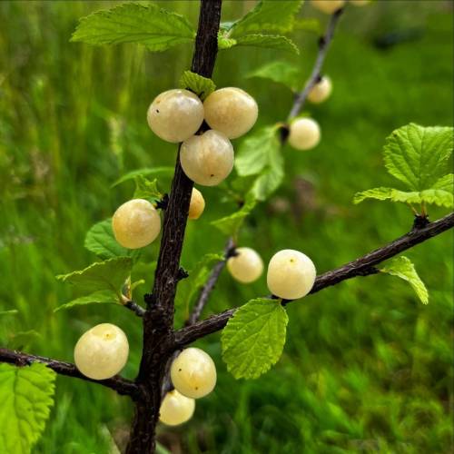 Cherry tree, Nanking white fruits