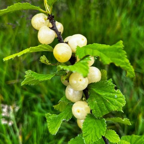 Cherry tree, Nanking white fruits