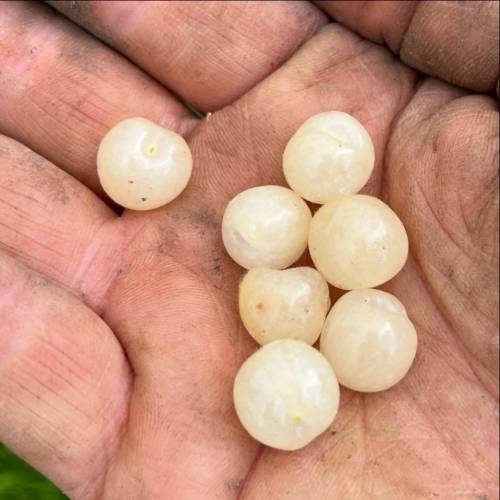 Cherry tree, Nanking white fruits