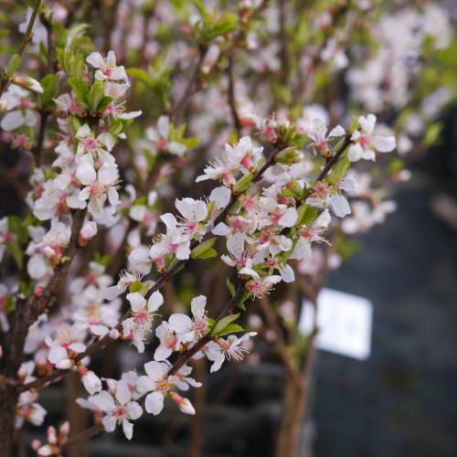 Cherry tree, Nanking white fruits