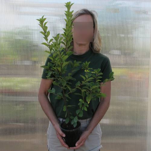 Cherry tree, Nanking white fruits