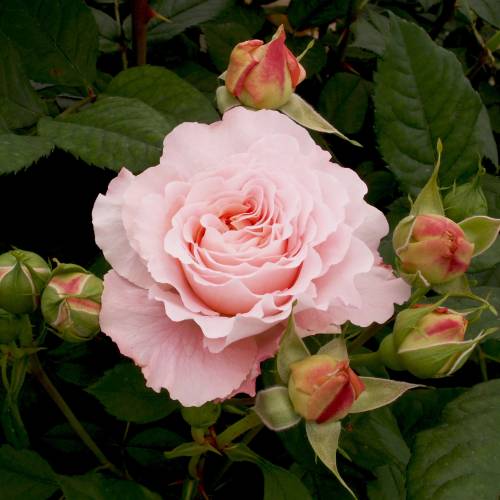 Rose 'Andr� Le Notre'