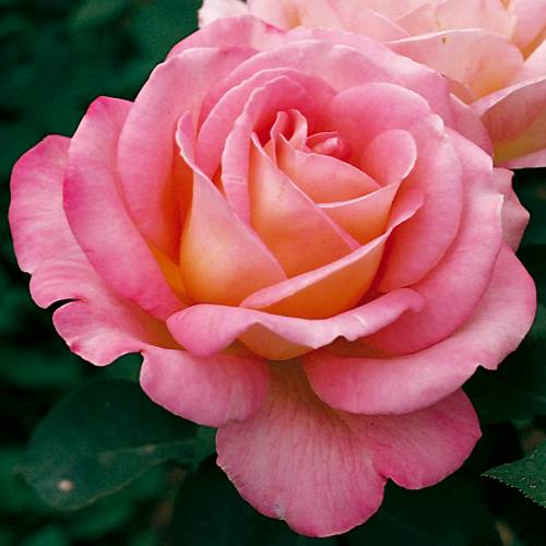Rose 'Astre'