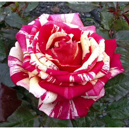 Rose 'Brocliande'