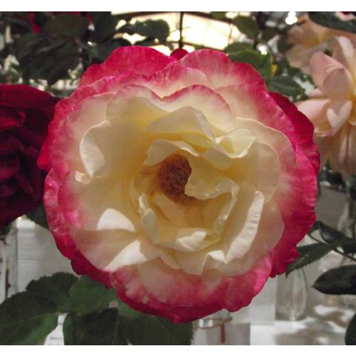 Rose 'Double Delight'