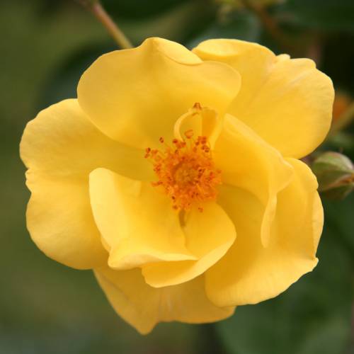 Rose 'Golden Nugget'