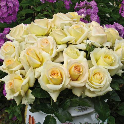 Rose 'Lemon Beauty'
