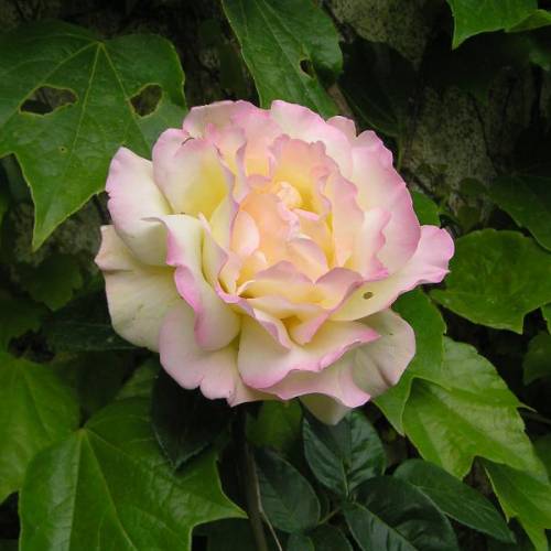 Rose 'Mme A. Meilland', Rose 'Peace'
