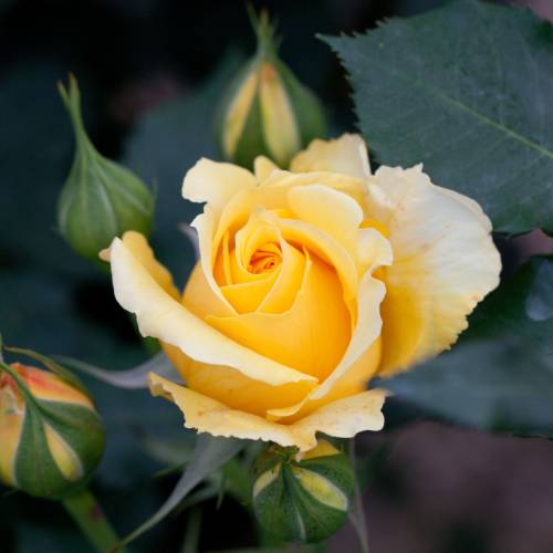 Rose 'Rimosa'