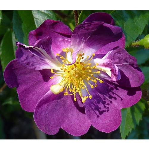 Rose 'Veilchenblau'