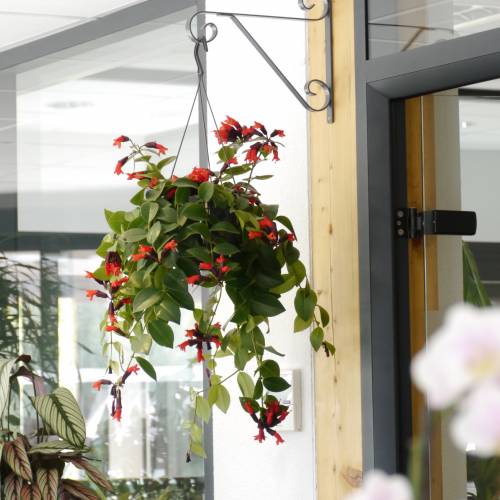 Lipstick Vine Mona Lisa C12 Buy Lipstick Vine Mona Lisa C12 Aeschynanthus Mona Lisa C12