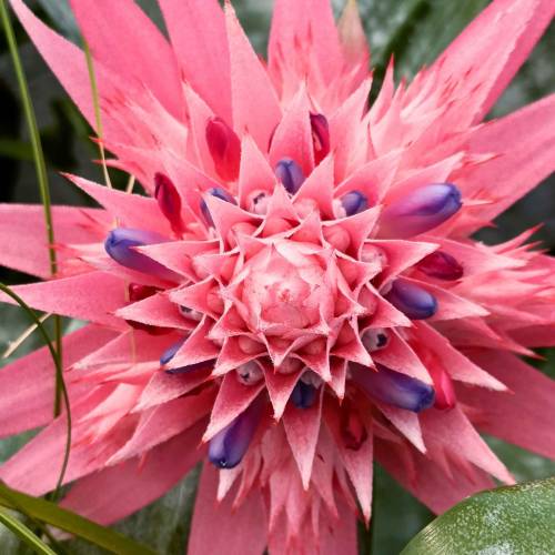 Bromeliad 'Primera', Silver Urn