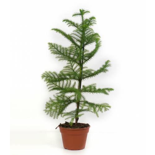 Norfolk Island Pine Araucaria Heterophylla Buy Norfolk Island Pine Araucaria Heterophylla Araucaria Heterophylla