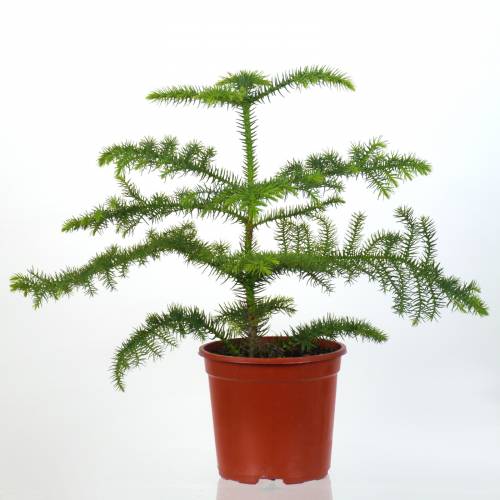 Norfolk Island Pine Araucaria Heterophylla Buy Norfolk Island Pine Araucaria Heterophylla Araucaria Heterophylla