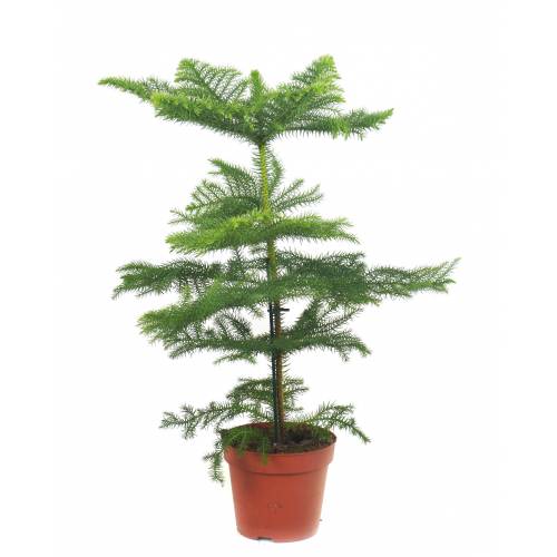 Norfolk Island Pine Araucaria Heterophylla Buy Norfolk Island Pine Araucaria Heterophylla Araucaria Heterophylla