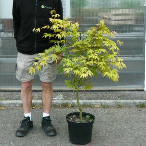 Maple, Japanese 'Osakazuki'