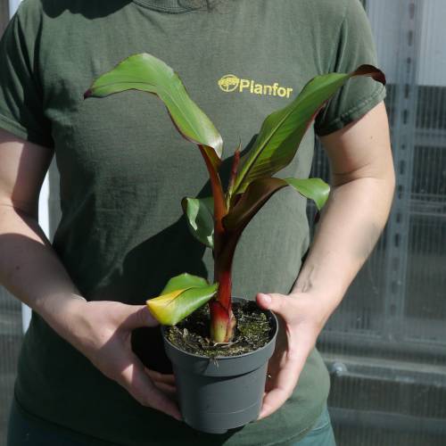 Banana Tree, Abyssinian