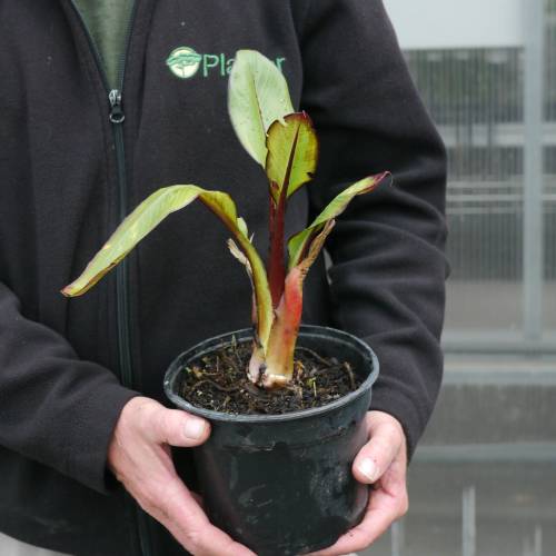 Banana Tree, Abyssinian