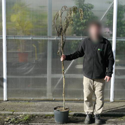 Silk tree 'Chocolate Fountain'