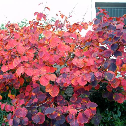 Japanese Witch Hazel 'Yamina'