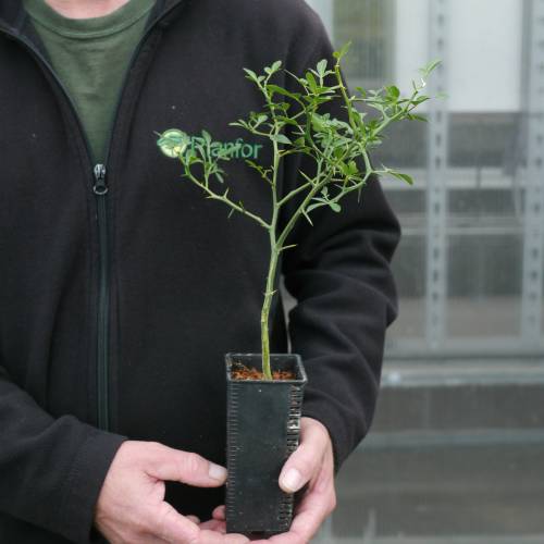 Trifoliate orange