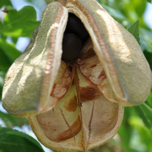 Yellowhorn, Chinese Flowering Chestnut