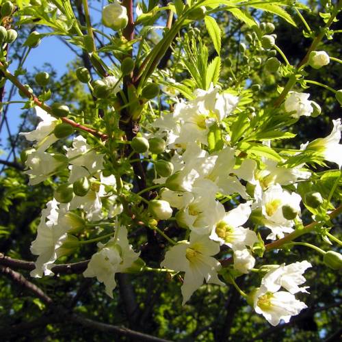 Yellowhorn, Chinese Flowering Chestnut