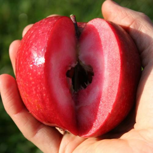 Apple tree, Red flesh