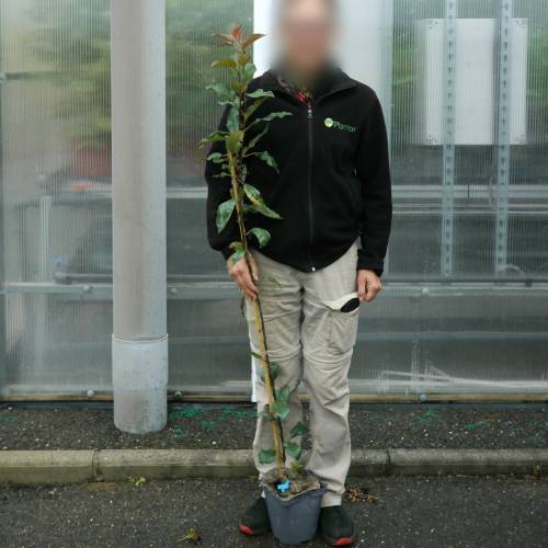 Apple tree, Red flesh