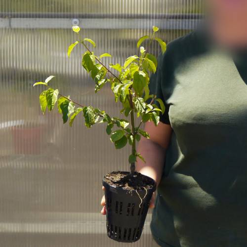 Forest edge for moist and acid soil