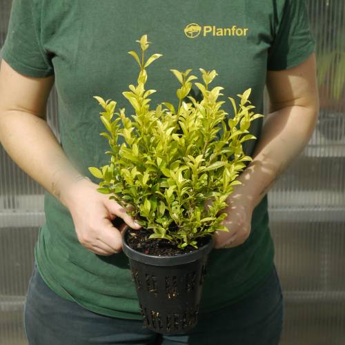 Eugenia 'Newport'