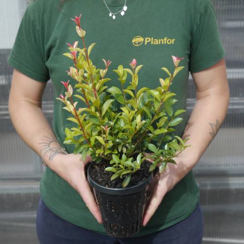 Eugenia 'Newport'