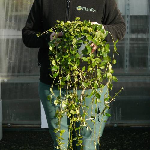 Periwinkle, Dwarf Blue