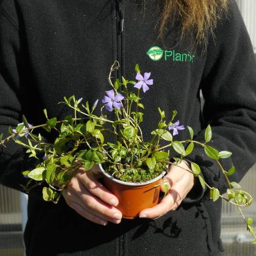 Periwinkle, Dwarf Blue