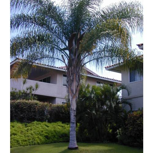 Cocos Palm, Queen Palm